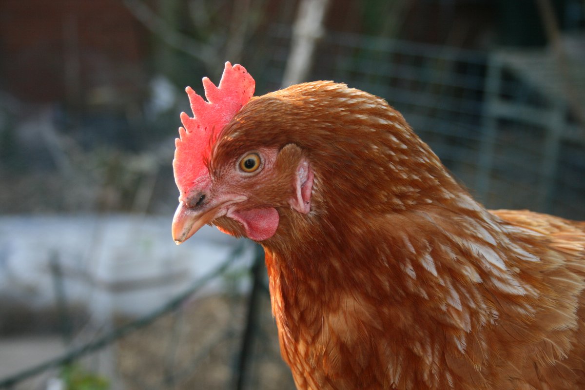 jh0llingsw0rth's tweet image. On this day in 2020 something called &apos;Lockdown&apos; became &apos;a thing&apos;. Live music was particularly affected by this, so I&apos;m grateful that I survived to see business come back again - the world has changed in subtle ways. 

My #lockdownprojects included hanging out with the chickens.