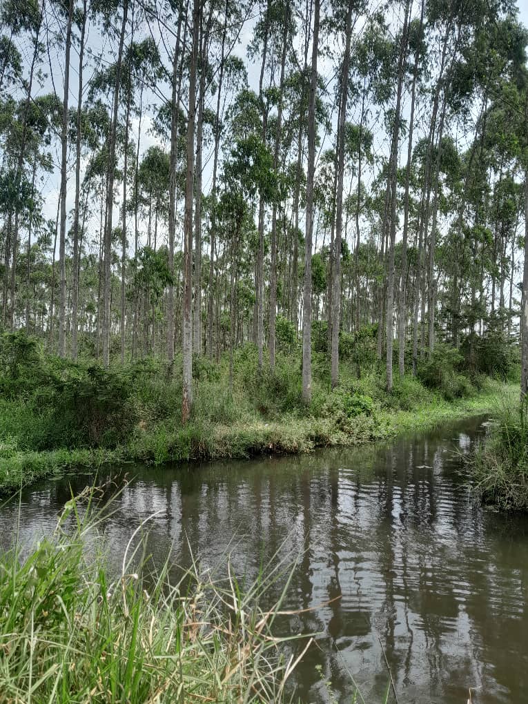 In this crisis of Climate Change #Wetlands are critical ecosystems in climate change mitigation and Adaptation .

They have an essential role in regulating the global climate crisis while also maintaining water cycle and moderating temperature extremes. #WetlandConservation