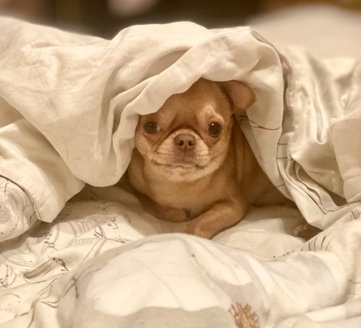 OrorIko's tweet photo. GN!Sweet dreams!🌙😴☺️ #GoodNight #pets https://t.co/2NB6eiJgej