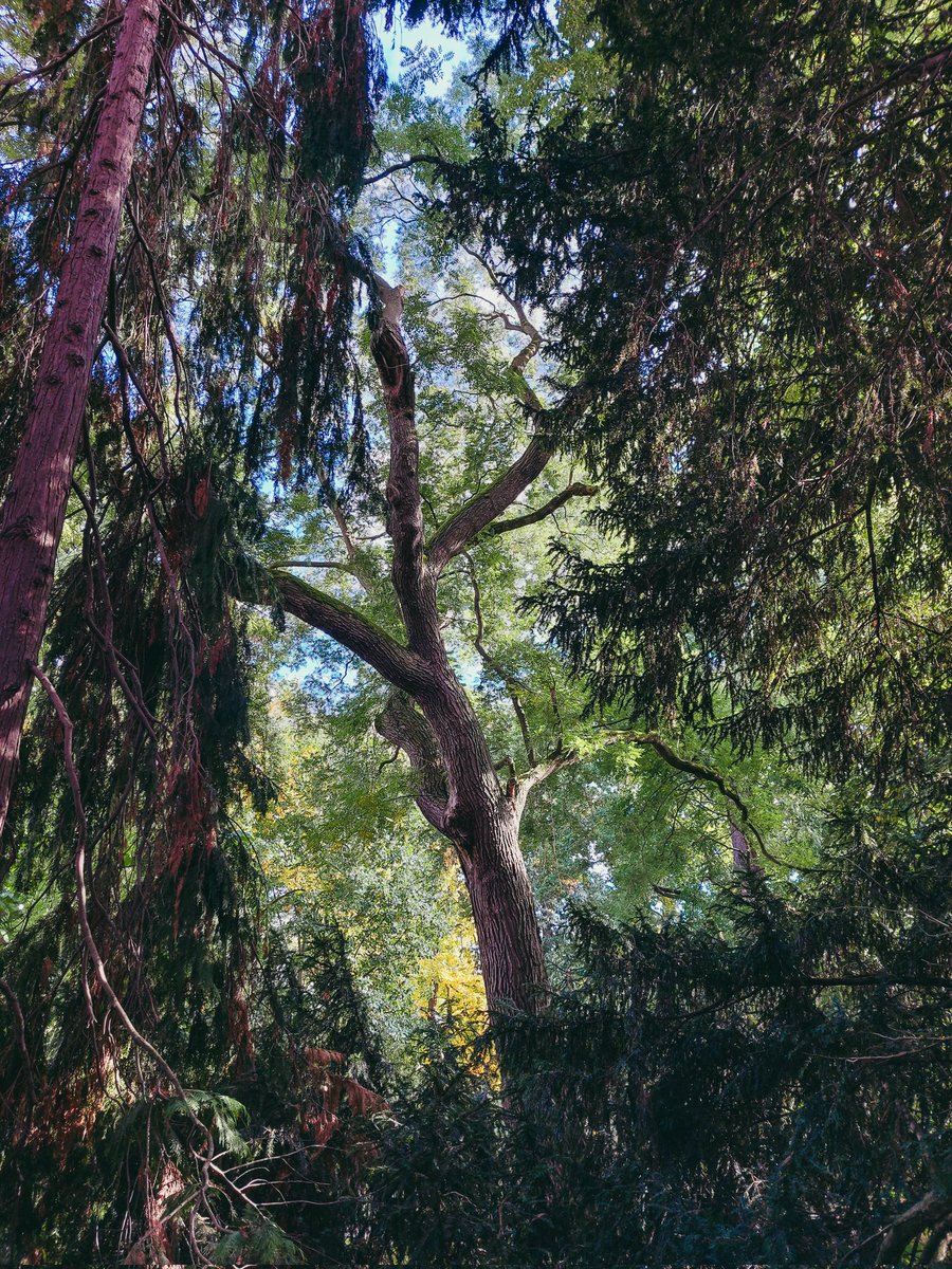 #trees and #tranquility #park #nature #sun #autumn #spring #green #botanicalgardens #bonn #germany #europe