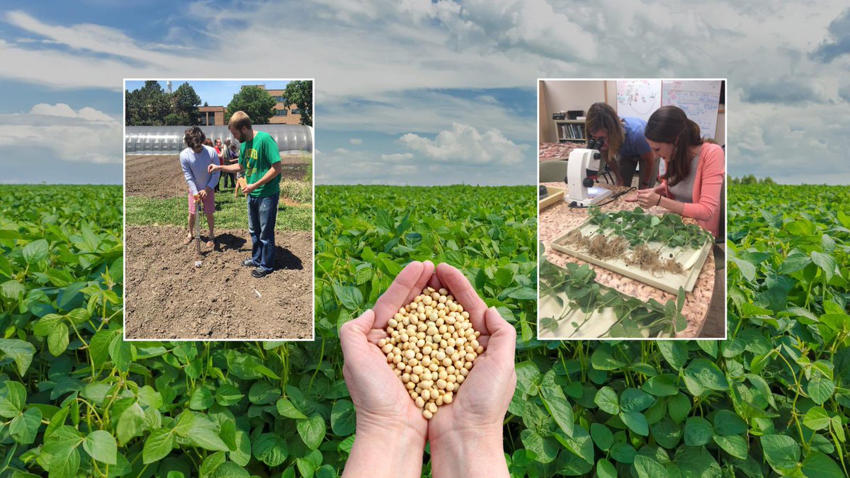 Attention Middle & High School teachers in North Platte area! Paid Professional Development Summer Soybean Institute May 29-30 & July 16-18 at @wcreec Register here by May 1: agronomy.unl.edu/2024-summer-so… @NESoybeanBoard @UNL_IANR @unlagrohort @UNL_CASNR @UNLExtension