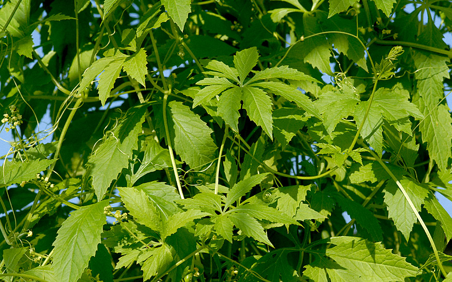 Ich baue jetzt  Cyclanthera pedata an. 20 m vom Bolzplatz entfernt. Mal schauen wann der erste Ordnungshüter drauf aufmerksam wird. 😅
Achtung: Verwechslungsgefahr!