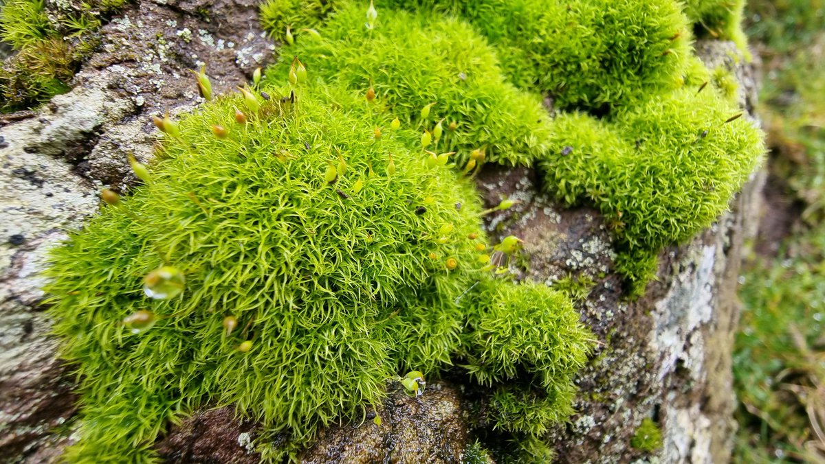 Jamiewa50042387's tweet image. Brunton's Dog-tooth (Oreoweisia bruntonii) on acidic rocky outcrops above Ashes hollow on the Long Mynd today @BBSbryology