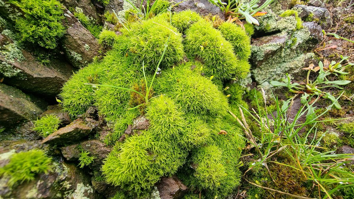 Jamiewa50042387's tweet image. Brunton's Dog-tooth (Oreoweisia bruntonii) on acidic rocky outcrops above Ashes hollow on the Long Mynd today @BBSbryology
