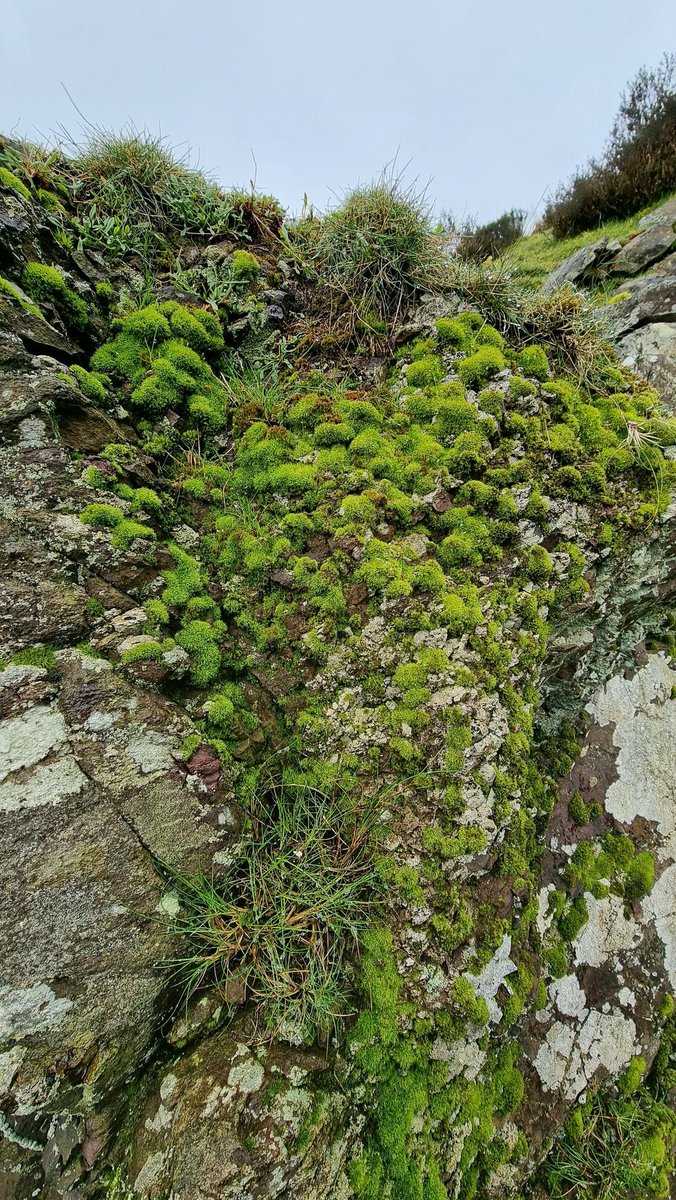 Jamiewa50042387's tweet image. Brunton's Dog-tooth (Oreoweisia bruntonii) on acidic rocky outcrops above Ashes hollow on the Long Mynd today @BBSbryology