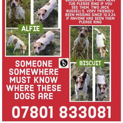 #NewProfilePic SUNDAY 24/3/24 8-9pm WE HAVE ARRANGED A TWITTERSTORM/X STORM TO HELP #findAlfieandBiscuit THEY VANISHED FROM THEIR HOME 10/3/24 Brockbushes Farm, #Stocksfield #NE43 father&son #JRT PLS JOIN US NO MATTER WHERE YOU LIVE their owner is heartbroken 💔 @thedogfinder