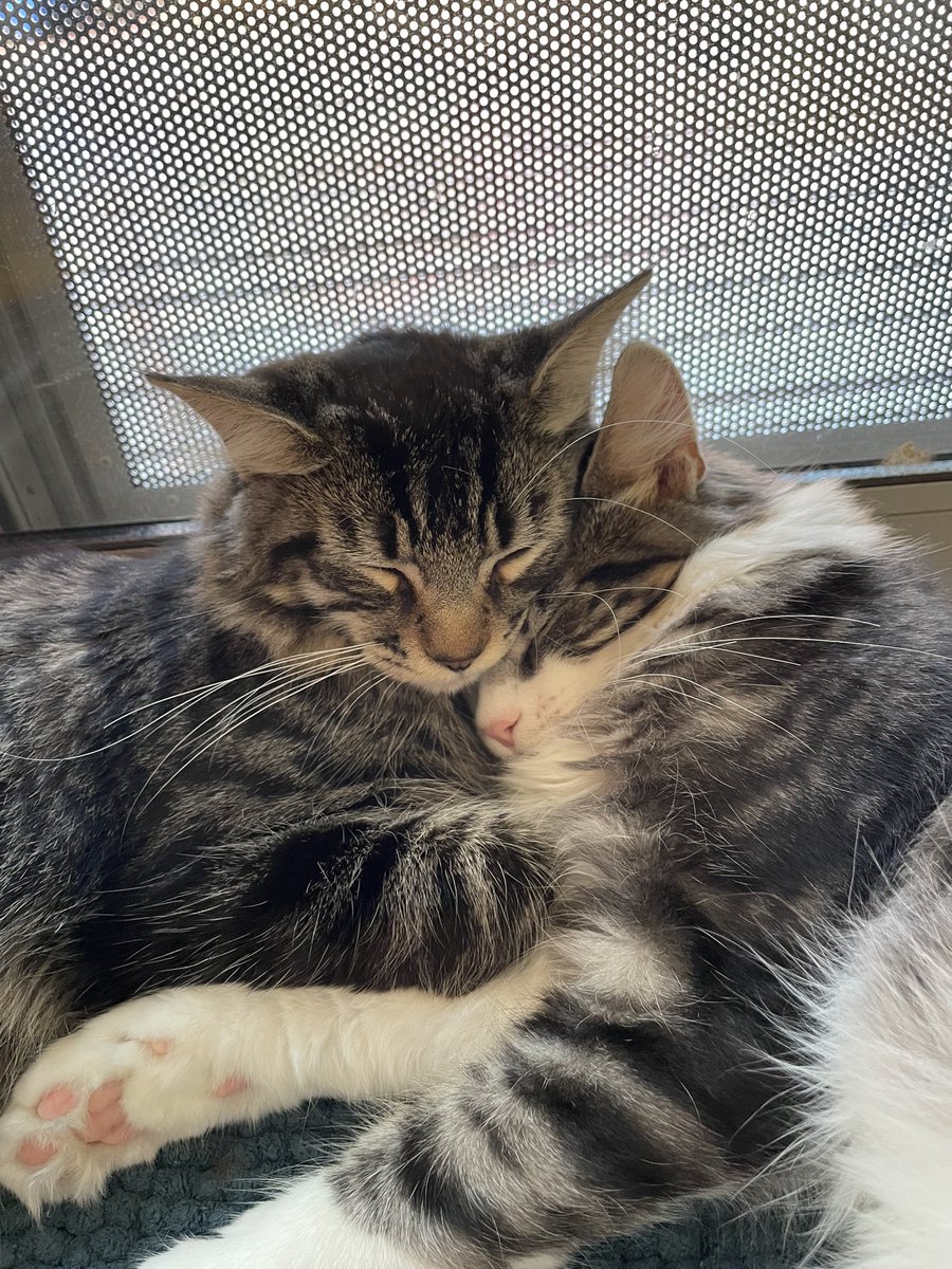 loosh404's tweet photo. Hello hello! It’s been a while :) I don’t use this account at all anymore so if anyone wants to keep in touch send me a message on discord :p

Here’s my goofy ass kittens https://t.co/UYjVy09JMy