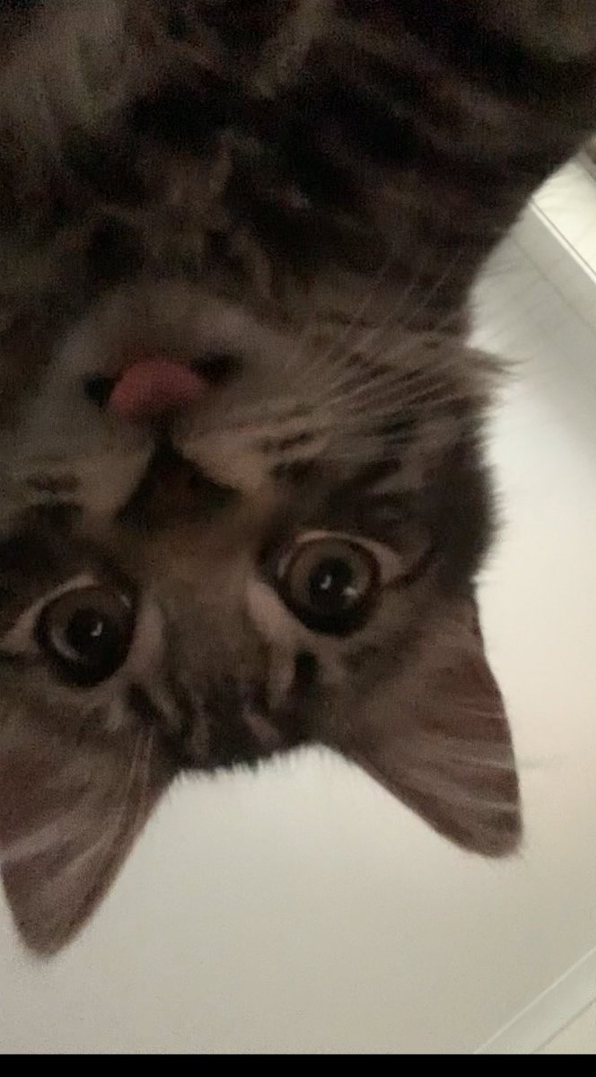 loosh404's tweet photo. Hello hello! It’s been a while :) I don’t use this account at all anymore so if anyone wants to keep in touch send me a message on discord :p

Here’s my goofy ass kittens https://t.co/UYjVy09JMy