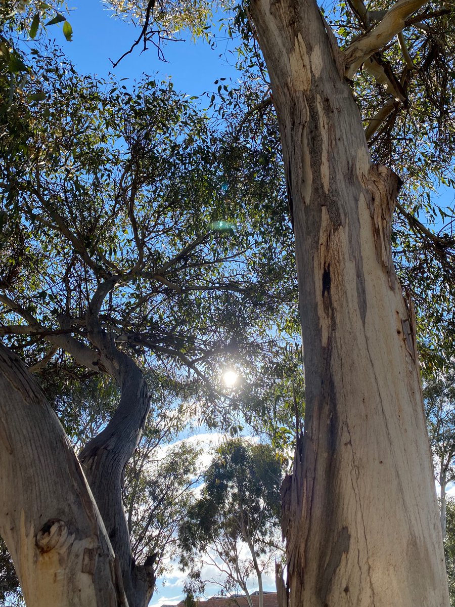 Apparently yesterday was #NationalEucalyptDay #SilverTrunkSunday #EucBeaut