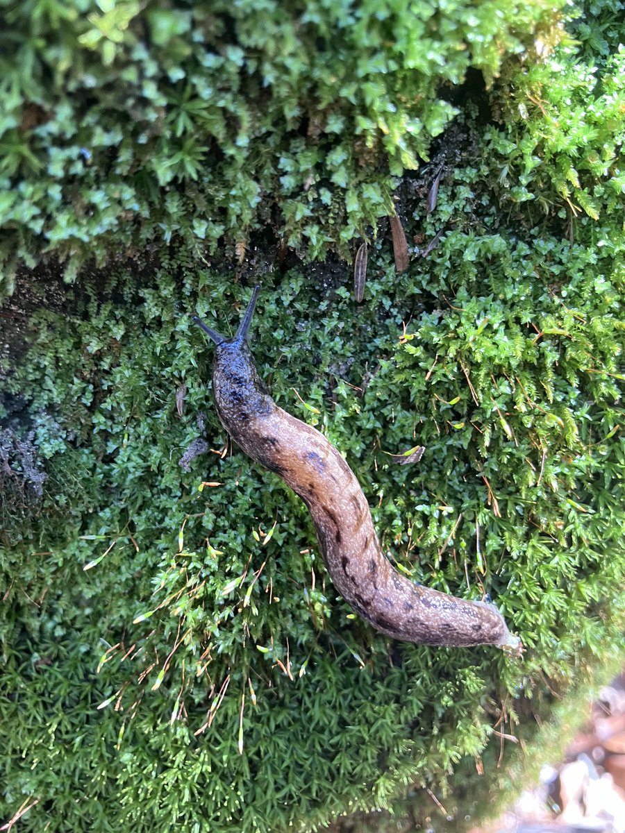 snaild_it's tweet image. 