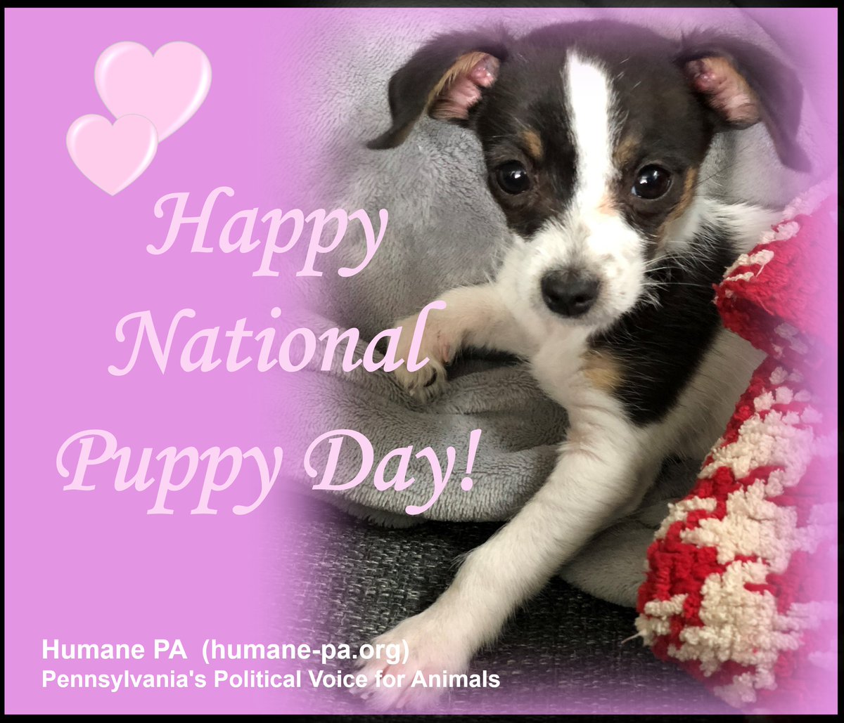 National Puppy Day celebrates the unconditional love of our four-legged friends and raises awareness about puppy mills. #AdoptDontShop #NationalPuppyDay Support #VictoriasLaw