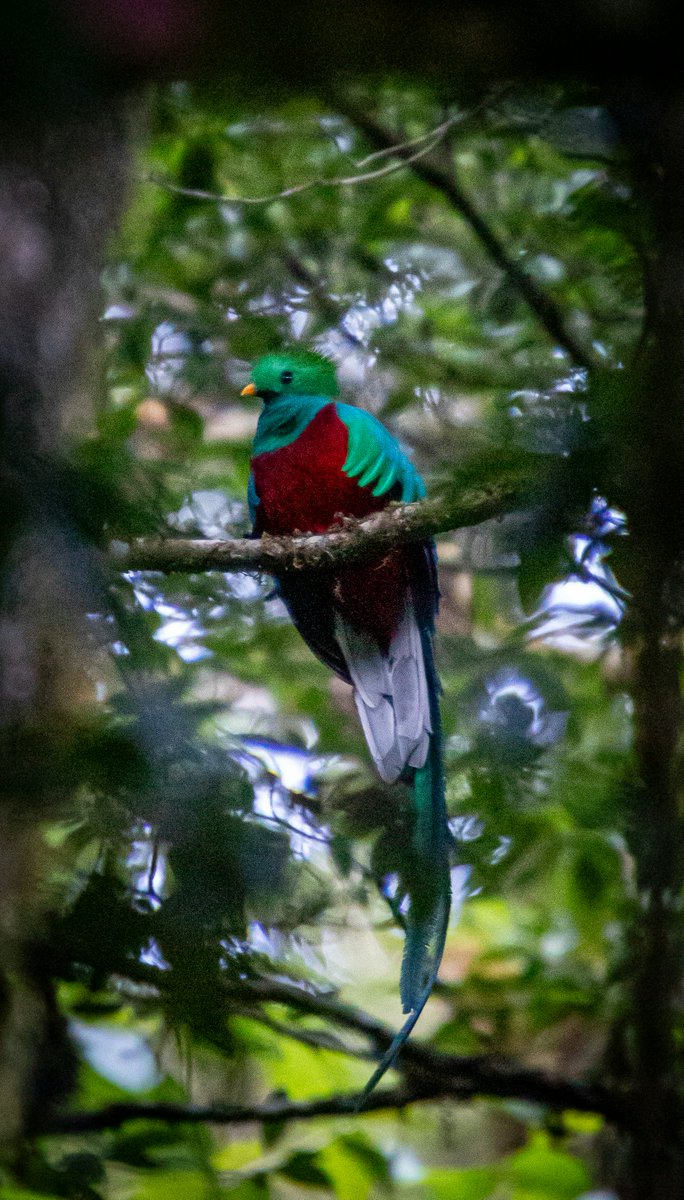 Deep in the forest, this photograph captures the elusive quetzal in its natural habitat, its vivid green and red plumage a stunning jewel against the dense foliage. 🐦🌳🇨🇷

📷 Bernd Dittrich

#travelphotography #nature #BirdsSeenIn2024