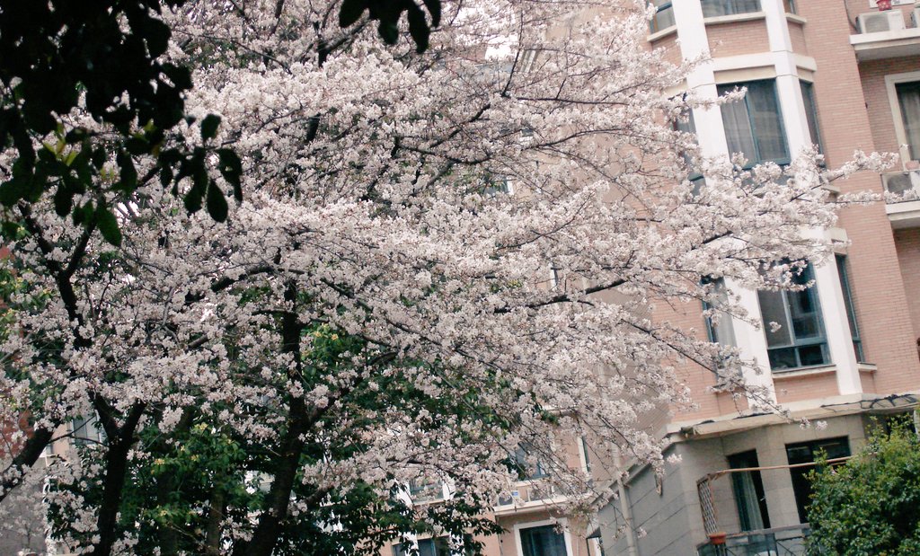 moluozuofumiha1's tweet image. 花
