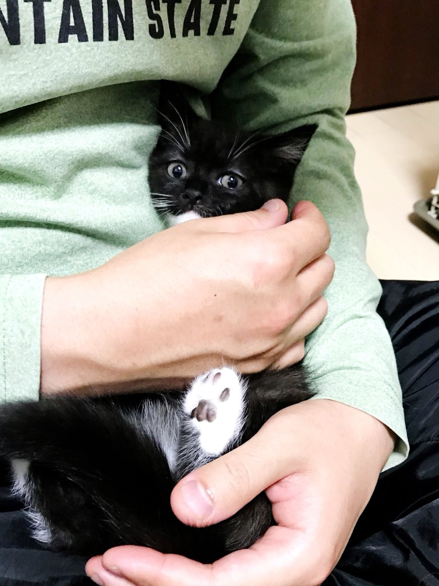 unicouniuni3's tweet photo. 子猫時代のうに

When Uni was a kitten :3 https://t.co/4KspEQaKau