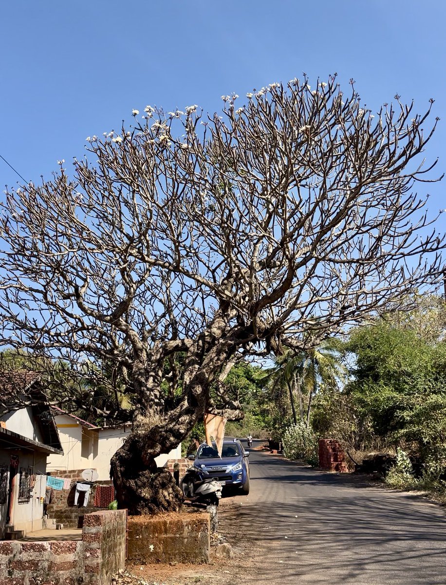 uday32008293's tweet image. A beautiful roadside find between Ganapathipule and Ratnagiri!! This tree is being cared for by the residents for generations. Going by what they could recollect, the tree seems to be over 150 yrs old!!

Hoping this tree is kept safe for our future generations!

#TheBigTreeQuest