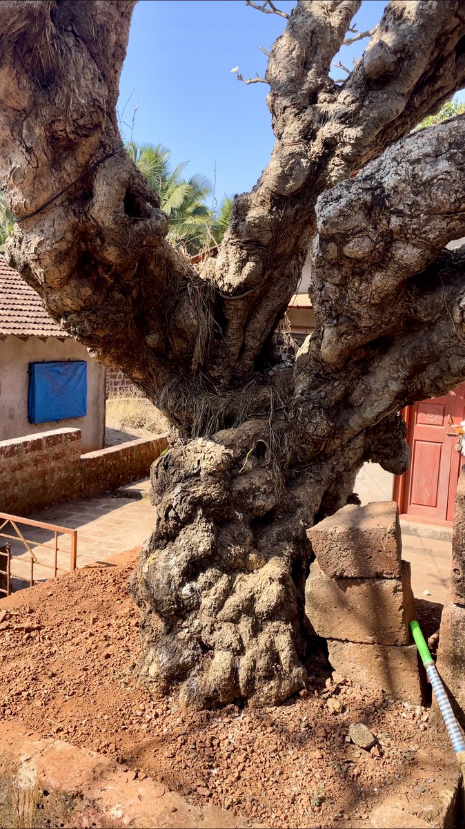 uday32008293's tweet image. A beautiful roadside find between Ganapathipule and Ratnagiri!! This tree is being cared for by the residents for generations. Going by what they could recollect, the tree seems to be over 150 yrs old!!

Hoping this tree is kept safe for our future generations!

#TheBigTreeQuest