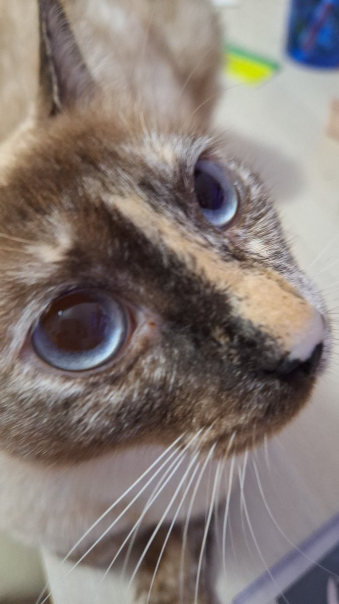 0605____snow's tweet image. 우리 고양이랑 닮았네요 ㅋㅋ 파란 눈도 있어요