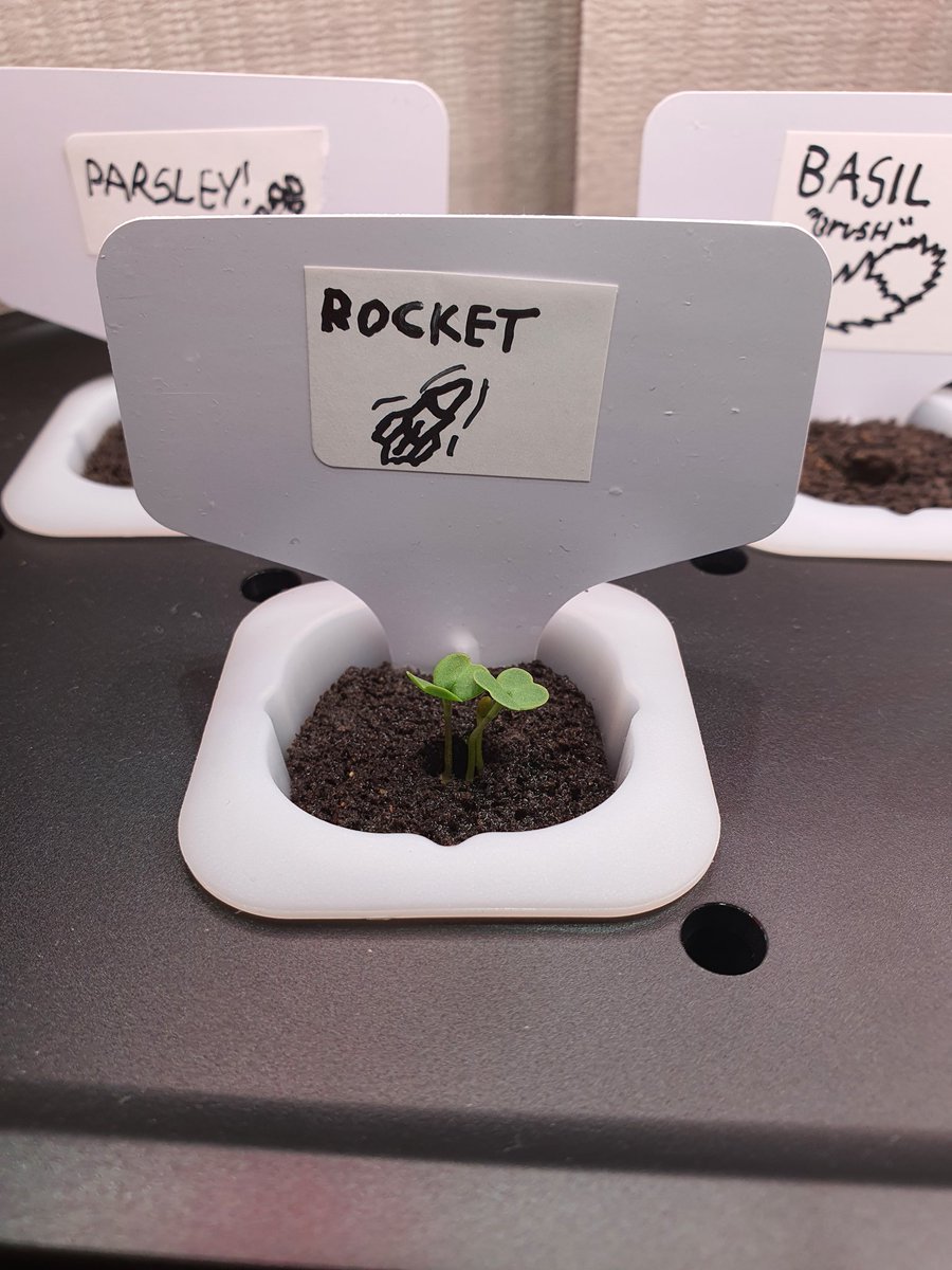 We are growing things! ~ got gifted a smart garden from @StrawbsProtato and <a href="/EmoBurd/">Chicken Noodle</a> and it seems to be going well! ~ rocket is in the lead with Basil "brush" in second!
