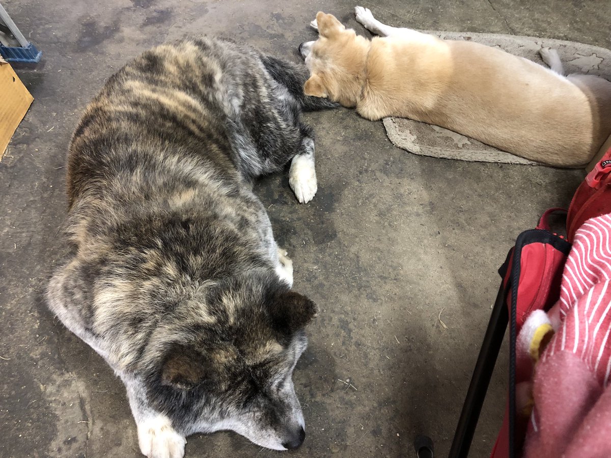 ワンコにシッポを枕にされても怒らないマチコ。
昨年の10月から一緒に生活してるけど、仲良くなったなぁー☺️