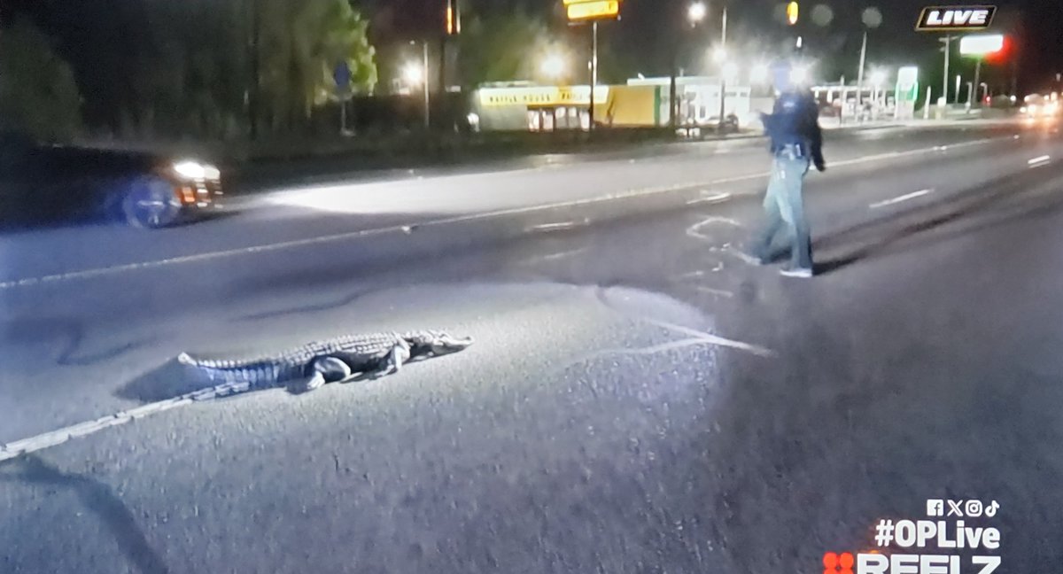 All praise to this cop trying get this gator off of this road. #OnPatrolLive #OnPatrolNation #OPLive #OPLNation #BackTheBlue