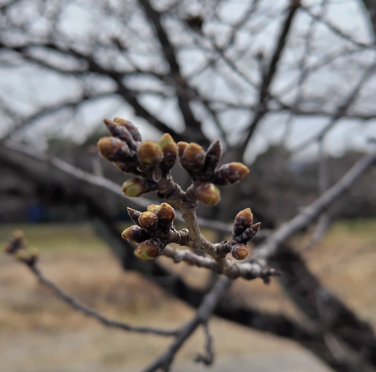 まだ蕾だけどライトアップ会場の準備始まってる。
児玉千本桜