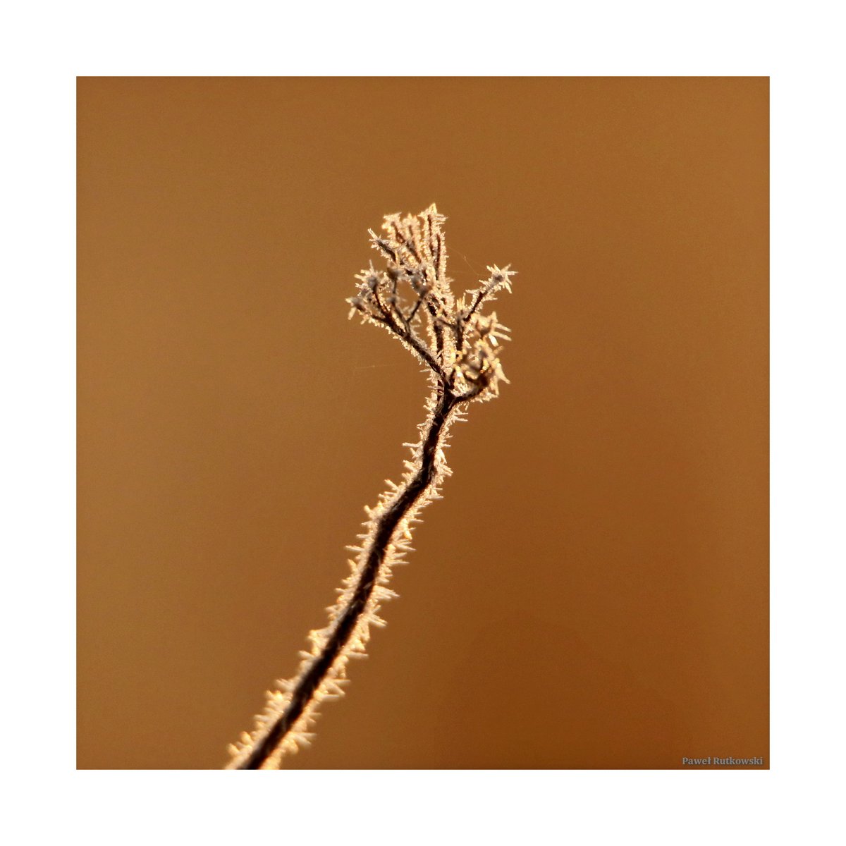 Trochę lodu... / A little ice...

#NatureforSunday #szron #ice #hoarfrost #ThePhotoHour