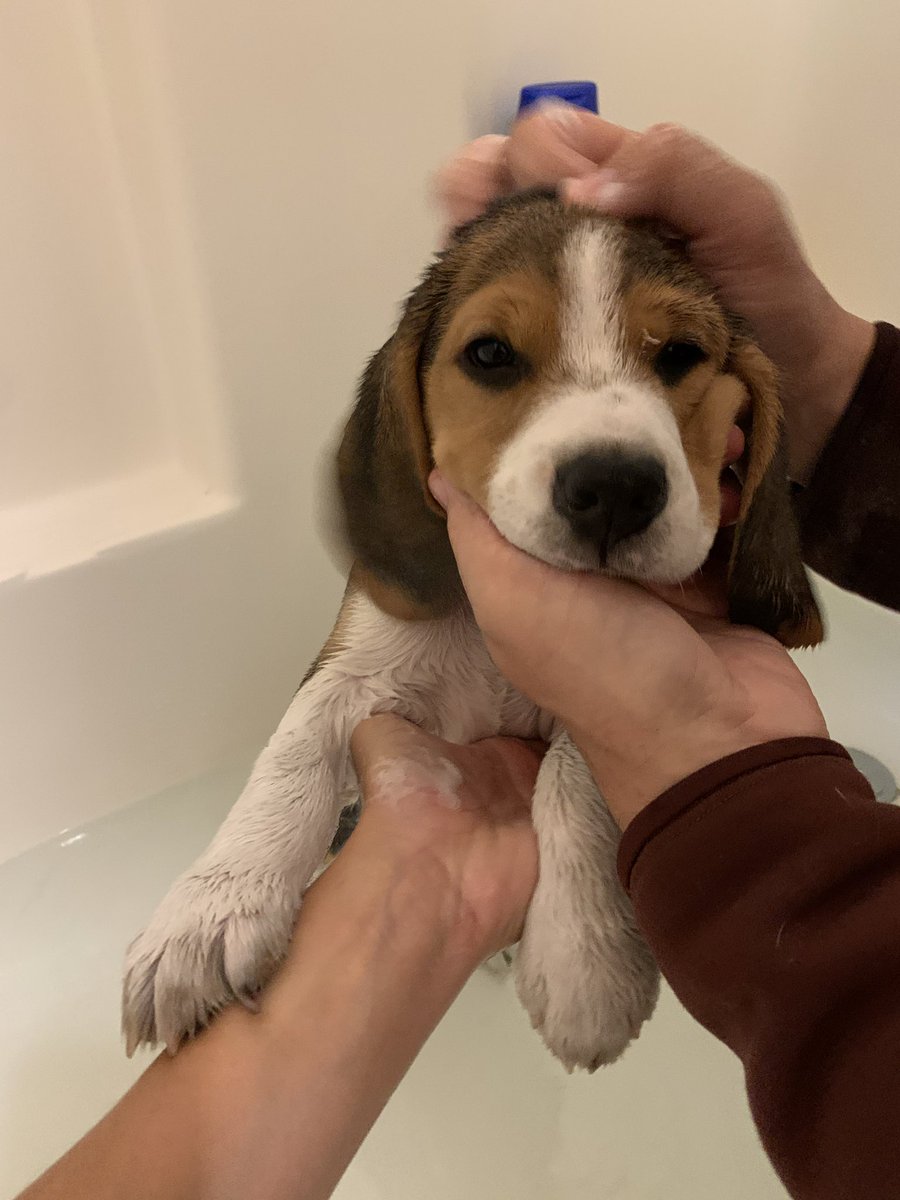 HazelBeagle (and Simon too) tweet media