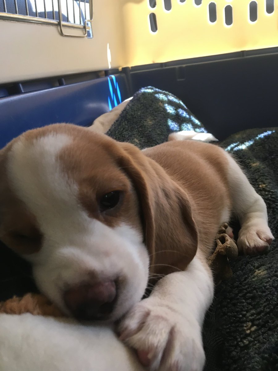 HazelBeagle (and Simon too) tweet media
