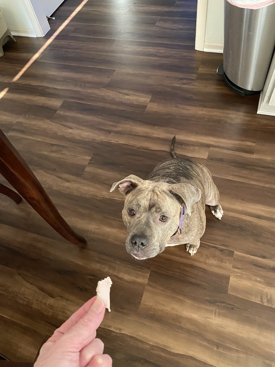 mollythepitty's tweet photo. molly get treet frum nana https://t.co/VhVfazFhkz