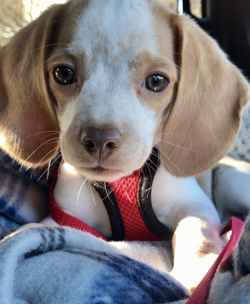 Happy #NationalPuppyDay Here’s a picture of puppy me Hope everyone is having a great day #heckcancer #livingmybestlife #pocketbeagle #lemonbeagle #beagle #dogsoftwitter #dogsofx #NationalPuppyDay2024