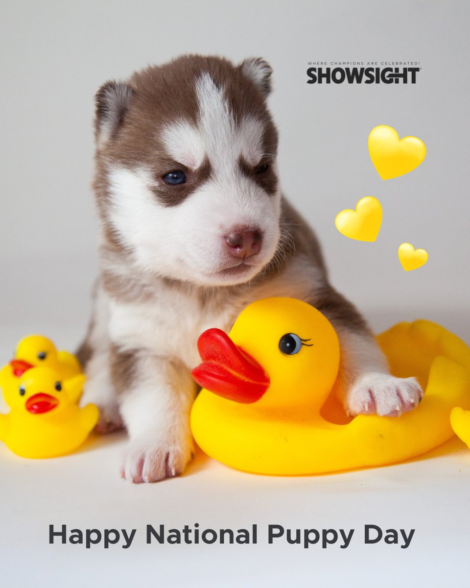 Showsight's tweet photo. Today, we celebrate the unconditional love and boundless joy that puppies bring into our lives. ๐
๐พ Happy National Puppy Day! ๐พ
#nationalpuppyday #purebreddogs #puppylove #puppyparents #showsightmag https://t.co/oLrzM4DnnO
