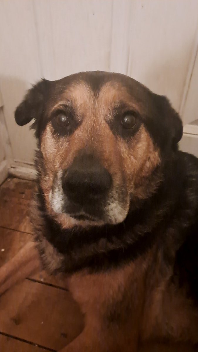 Bimbam76's tweet photo. Hello @dog_rates this is Izzy. She's a Rottweiler Alsatian. She's my pal and she recently had a heamatoma in her ear, which had become infected. She was very brave when I had to put steroids in her ear. It's cleared up now but she's left with a cauliflower ear. https://t.co/bRhbVz4LDm