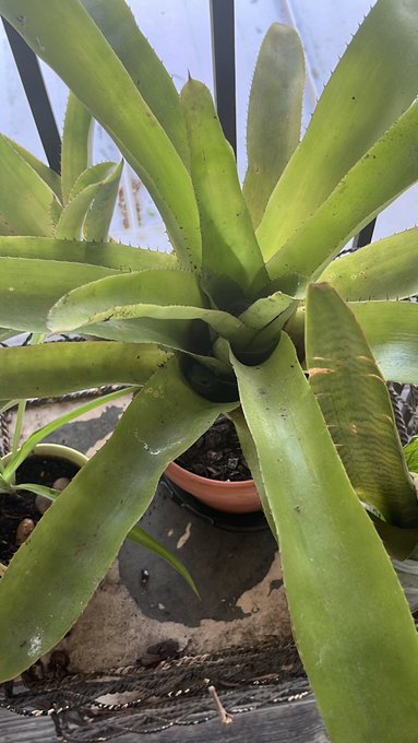 he is soooo cute omg 🐸💚🍃 https://t.co/ZGByQGQkLK