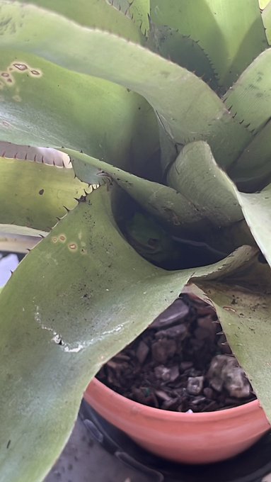 he is soooo cute omg 🐸💚🍃 https://t.co/ZGByQGQkLK