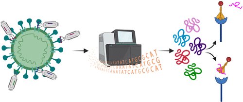 We have extended our capabilities for peptide drug discovery for antiviral-peptides using our innovative screening approach. Our case study for whole-Sars-CoV-2 virus has been published in ACS Pharmacology and Translational Science shorturl.at/cLMQ0