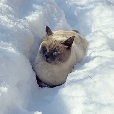 dream as cats tweet media