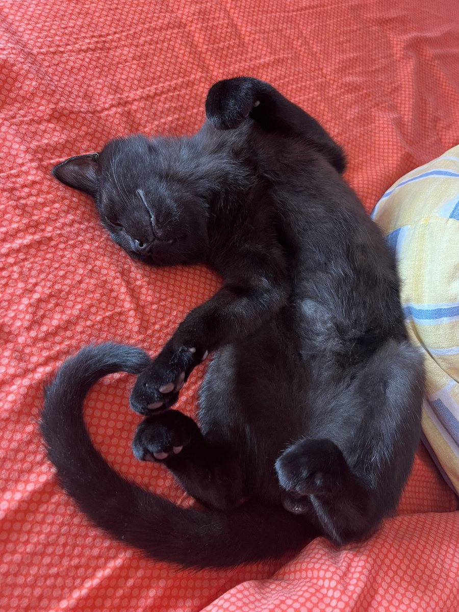 JongBaek11's tweet image. 내 고양이 좀 봐