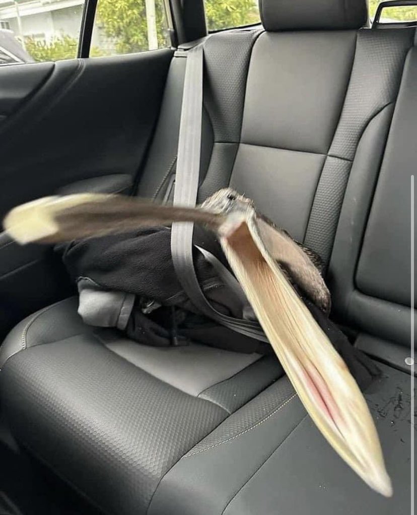 just got a new pet his ass do to much