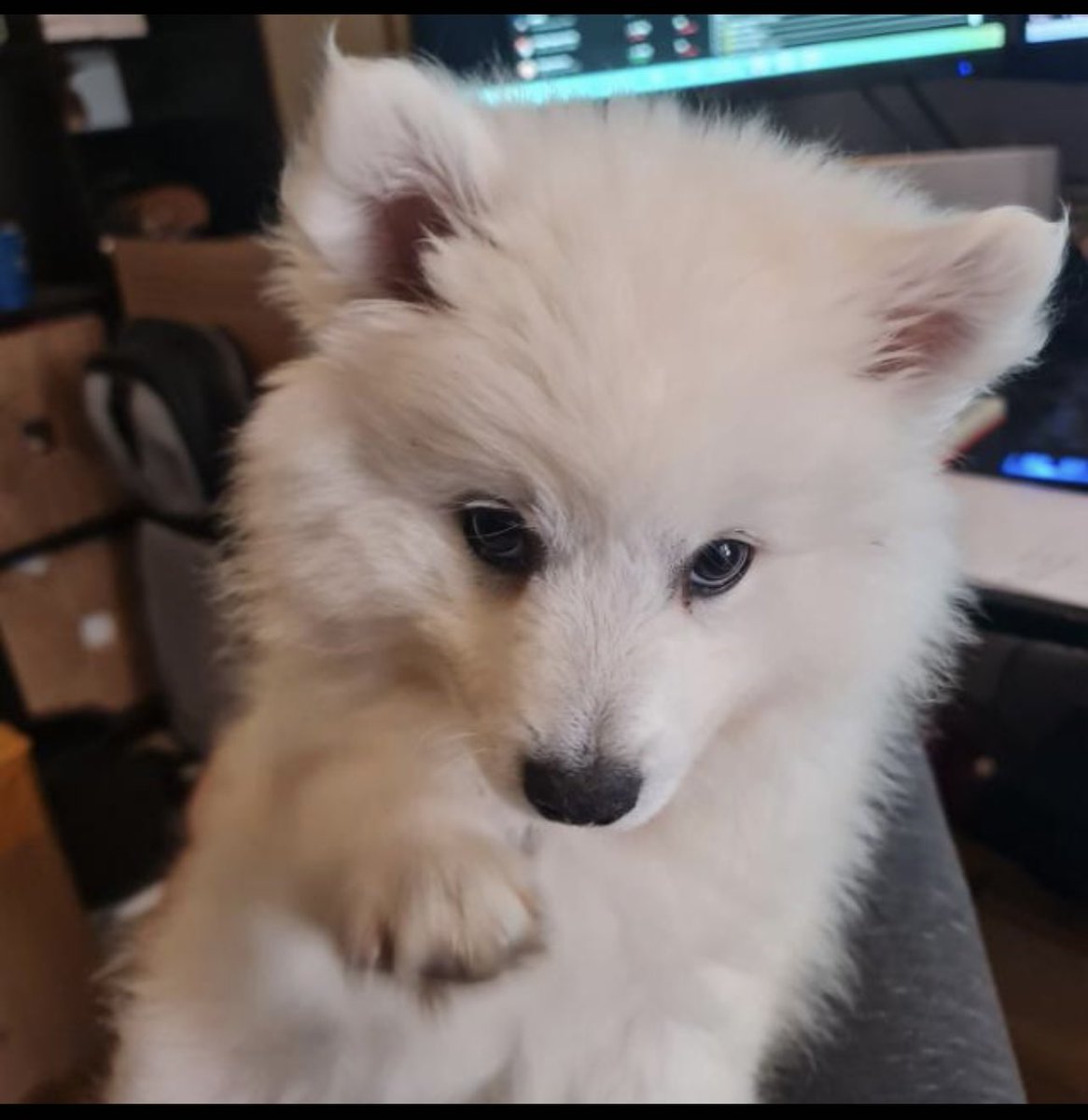 ILJJ99's tweet photo. @rollercoin_com His name is Bruno, he always follows me wherever I go. he is very hyperactive and a little grumpy. 😂😂😂
https://t.co/MzpLJaLEro
#RollerPets https://t.co/LyYzyxsvND