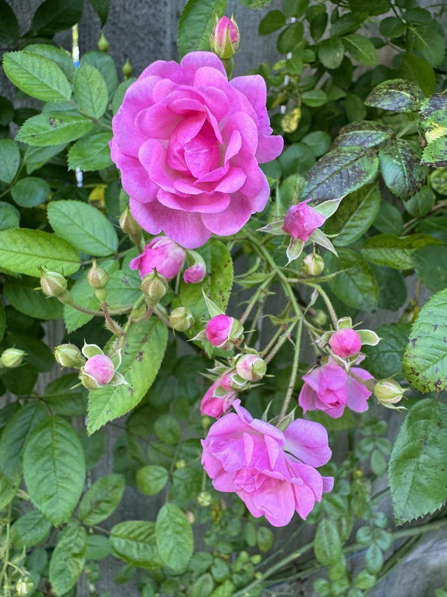 Fancy_ratz's tweet photo. My Peggy Martin roses are blooming for the first time 💕 it’s spring y’all! (my allergies are very well aware) #nola #nolagardens #nolaflora #nolaplants #peggymartin #peggymartinroses https://t.co/JNI73evQQg