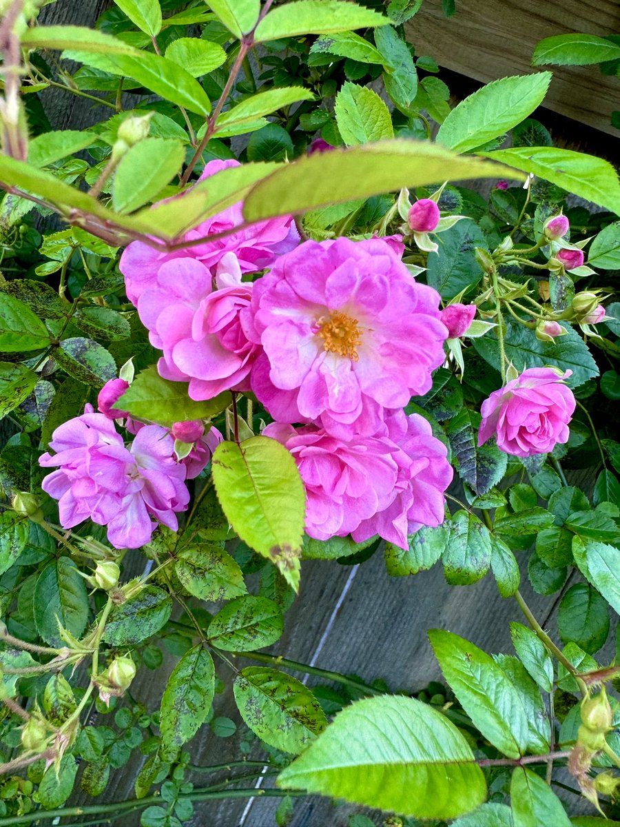 Fancy_ratz's tweet photo. My Peggy Martin roses are blooming for the first time 💕 it’s spring y’all! (my allergies are very well aware) #nola #nolagardens #nolaflora #nolaplants #peggymartin #peggymartinroses https://t.co/JNI73evQQg