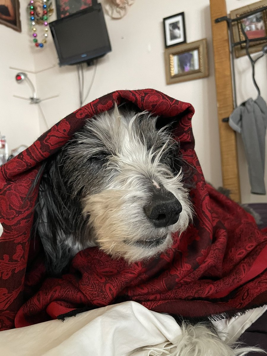 dgbu's tweet photo. @lynn2wine #BabushkasforFinn And for our Finn Angel too. #Finndog #outthedogdoor #PoeBear https://t.co/DwD0wzT8Pl
