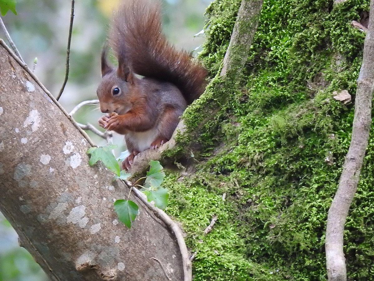 Red squirrel watching in Anglesey #redsquirrel #nature #wildlife #anglesey