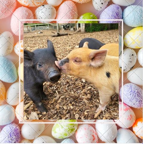 Mwah! We love how our micro pigs all interact together! Have you been watching our round the clock piglet camera? Check it out at kewlittlepigs.com, Twitch or YouTube! #pigcam #piglets #piggysnuggles #kewlittlepigs #daysoutuk #familydaysout #easterdaysout