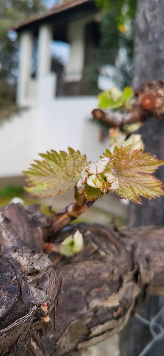 QuintadoCrasto's tweet image. #Sprouting, the awakening of the vine after winter dormancy. March temperatures have awakened the #vines at Quinta do Crasto. 🌱🍷
👉🏼 To make a reservation, please contact our #WineTourism Department via email at enoturismo@quintadocrasto.pt. 😉 #Travel #DouroWines #Wine #Wines
