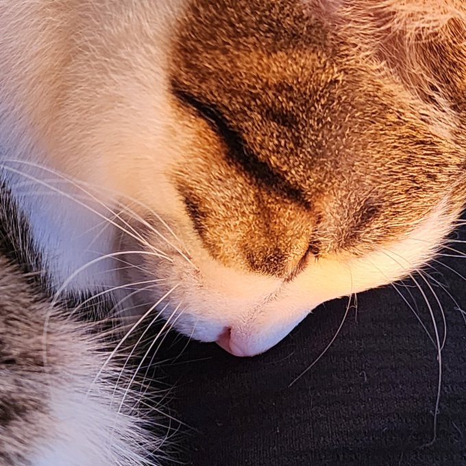 足の上で寝てるので30分以上同じ姿勢で拘束されています
ふぉろわあの皆でぼくがエコノミークラス症候群にならないように祈っていてください 