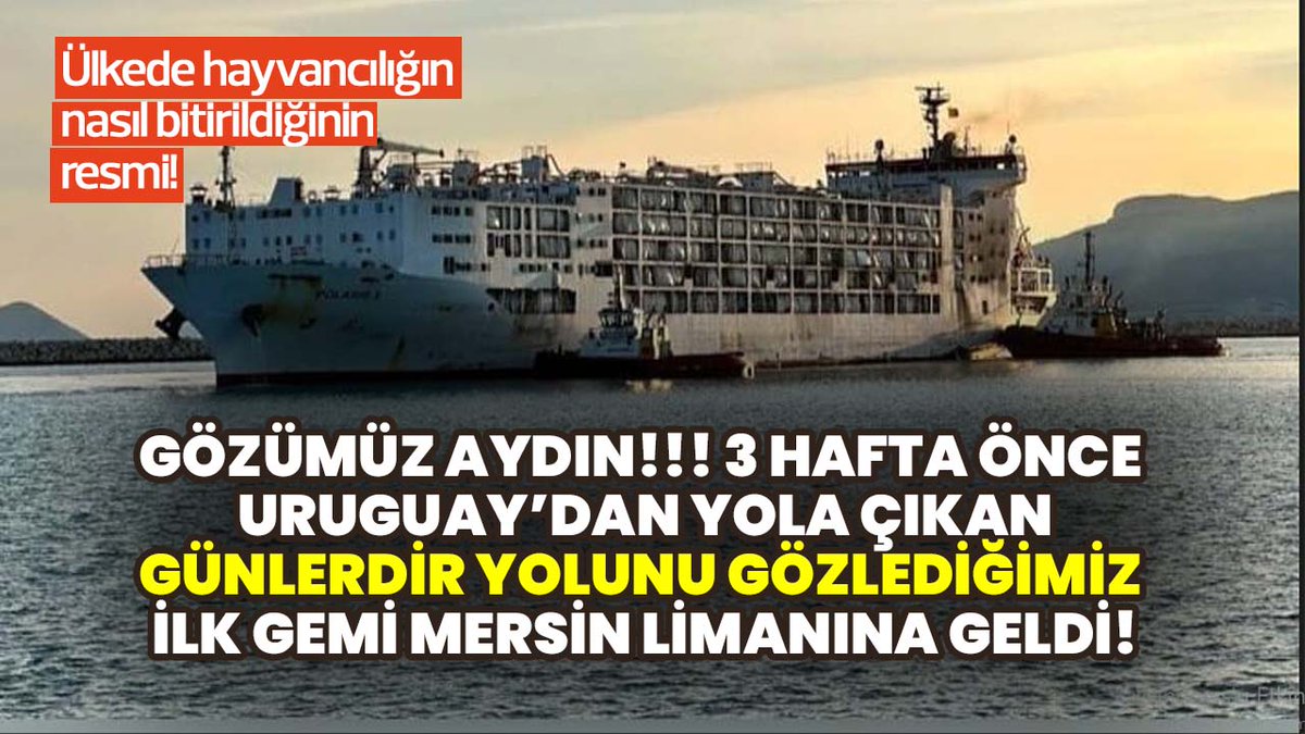 Gözümüz aydın!!! -3 hafta önce Uruguay'dan yola çıkan, günlerdir yolunu gözlediğimiz 11 bin besilik hayvan taşıyan ilk gemi Mersin limanına geldi! -Tarım Bakanlığı et fiyatlarını bu gemilerle kontrol altına almaya çalışacak!!! tarimdanhaber.com/600-bin-besili…