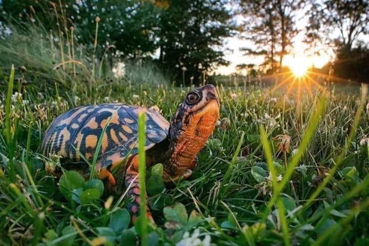 Did you know a Box turtle only roams 1 mile its whole life? If it is removed from its area/home then for the rest of its life it will roam aimlessly stressed out... trying to find "home" until it dies a very sad death. 

Please do not remove turtles. Do not take them home as