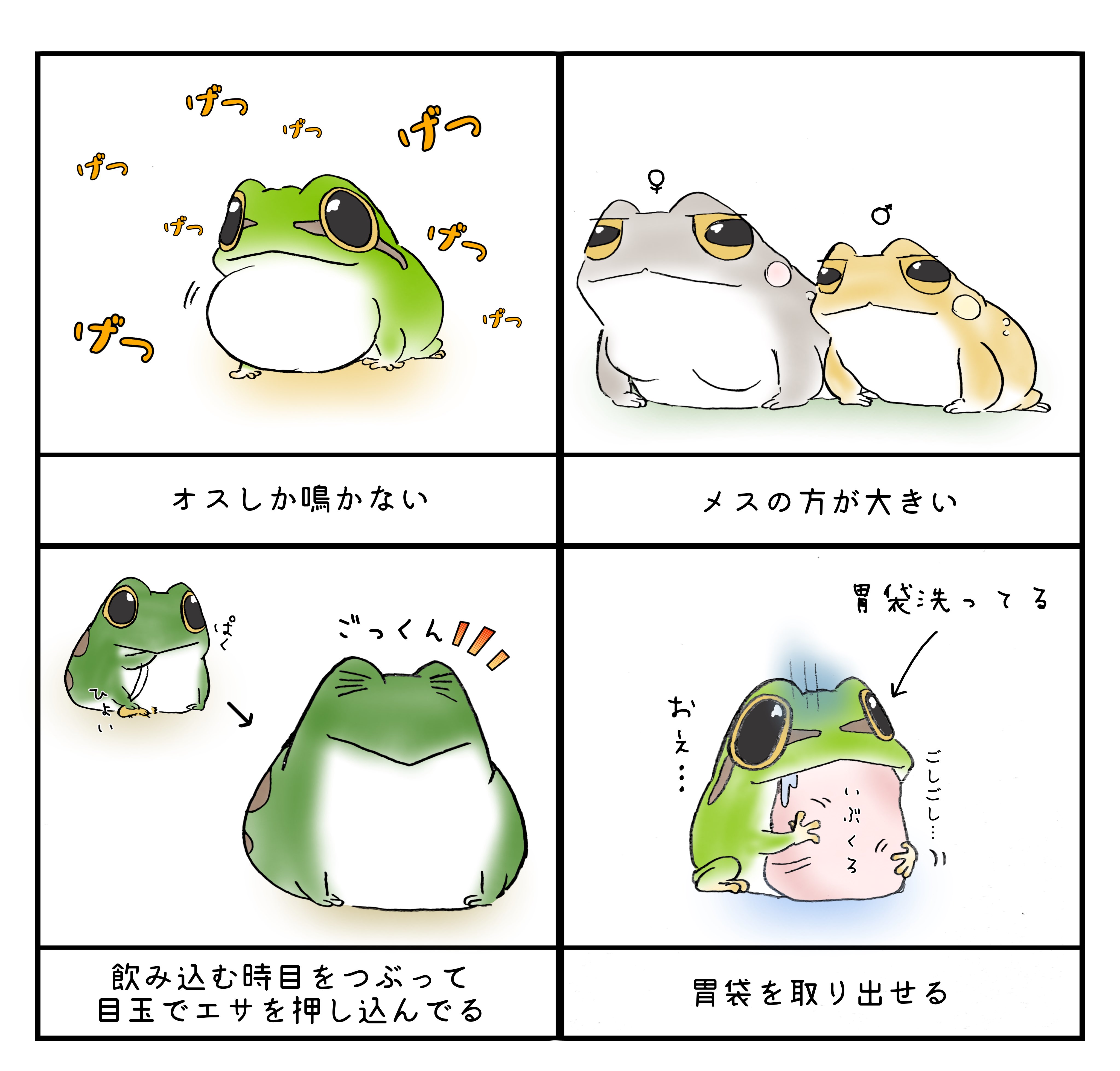 カエルの背に数匹の子 カエルの赤ちゃんを育て始めました - YouTube
