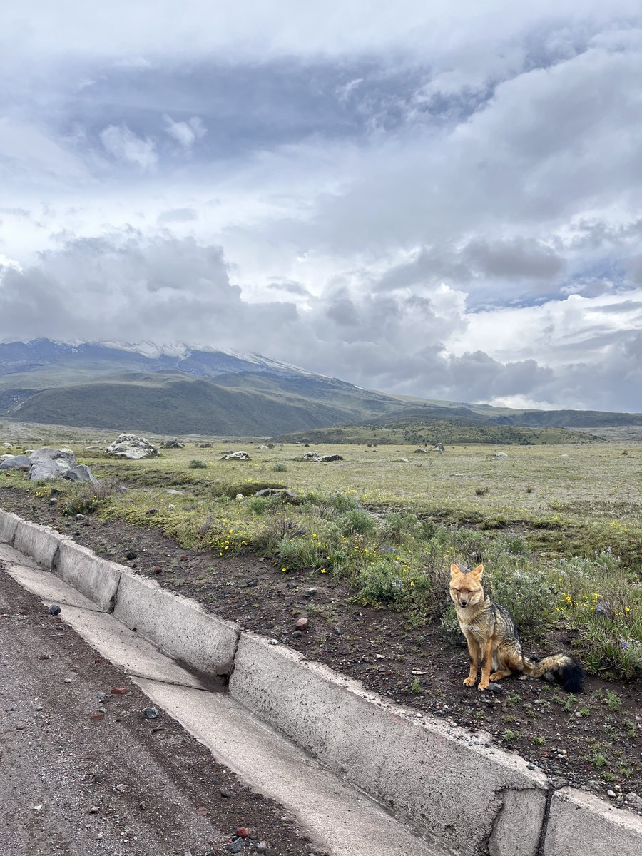 valeU19's tweet image. Ustedes dirán “qué bonito el Lobito de Páramo” pero el man estaba parado ahí esperando a que la gente se baje del carro y le dé comida.

Si van a un área protegida NO alimenten a la fauna silvestre, los están perjudicando!